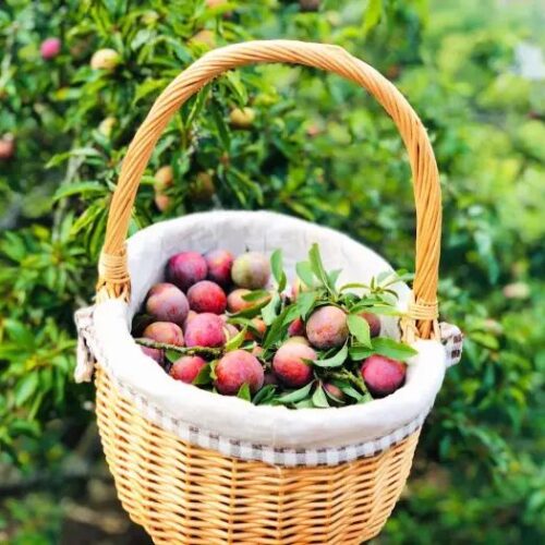 489960750 1063823092452429 941771742244636505 n