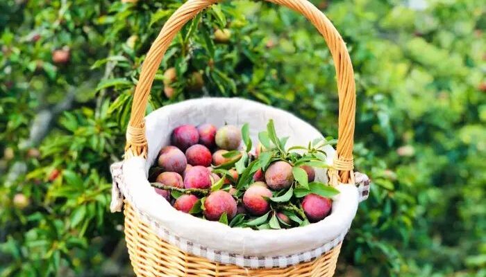 489960750 1063823092452429 941771742244636505 n