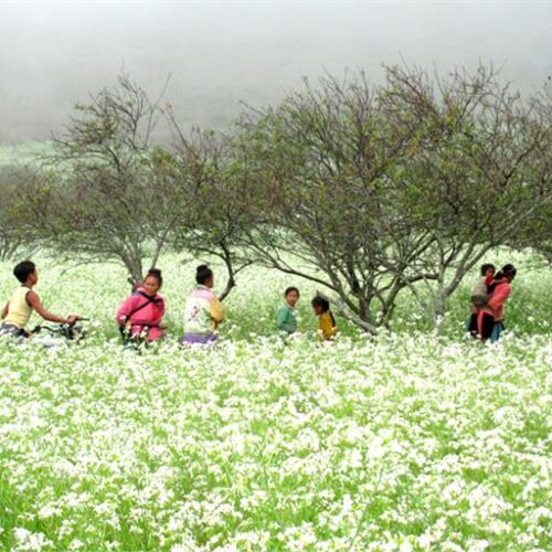 Ban thung cuong moc chau 002